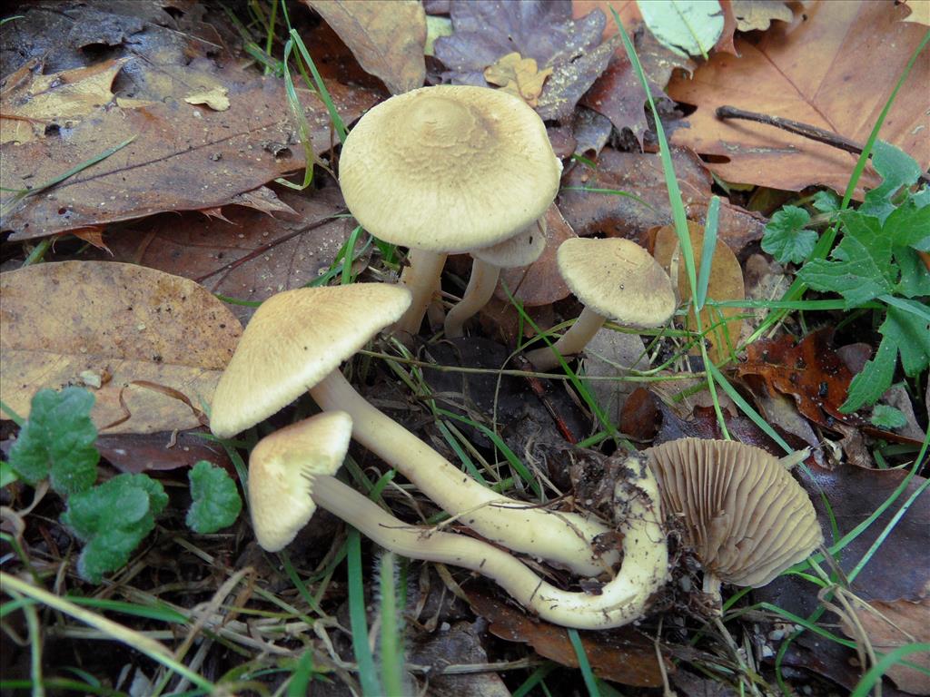 Inocybe sindonia (door Anneke van der Putte)