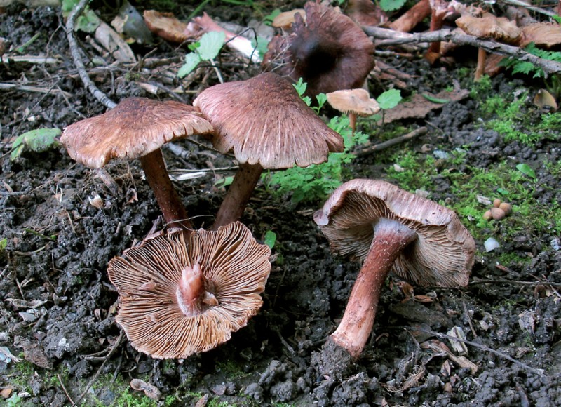 Inocybe adaequata (door Maurice van der Molen)