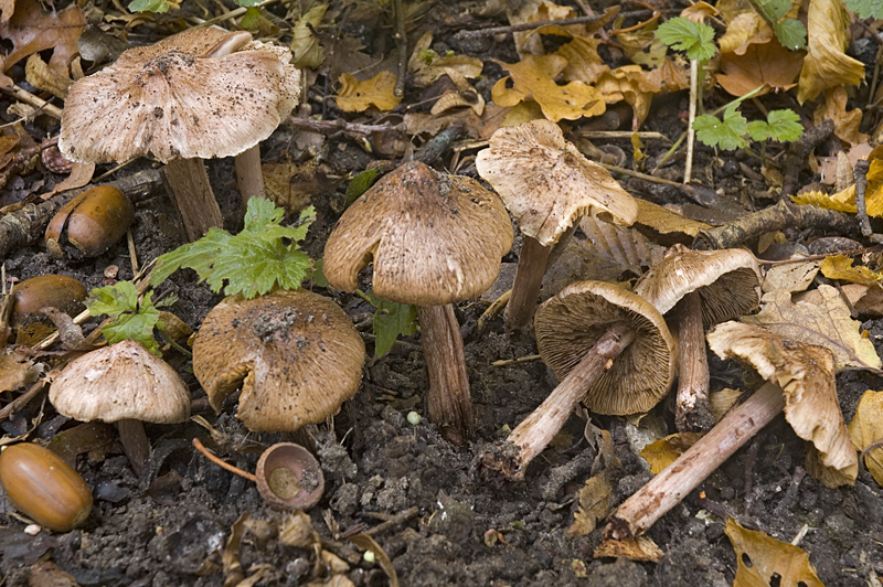 Inocybe adaequata (door Nico Dam)