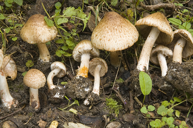 Inocybe bongardii (door Nico Dam)