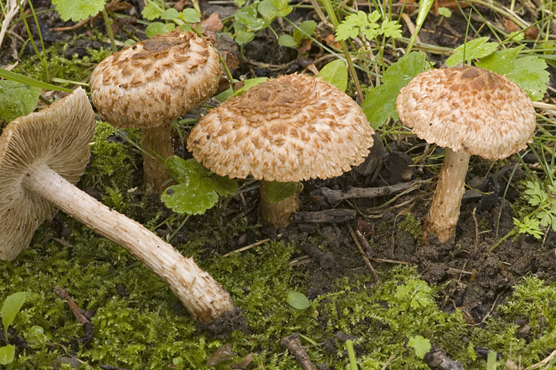 Inocybe bongardii var. bongardii (door Nico Dam)