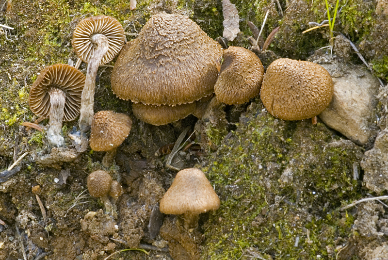 Inocybe calamistrata (door Nico Dam)