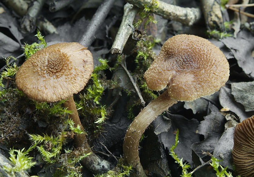 Inocybe calamistrata (door Marjon van der Vegte)