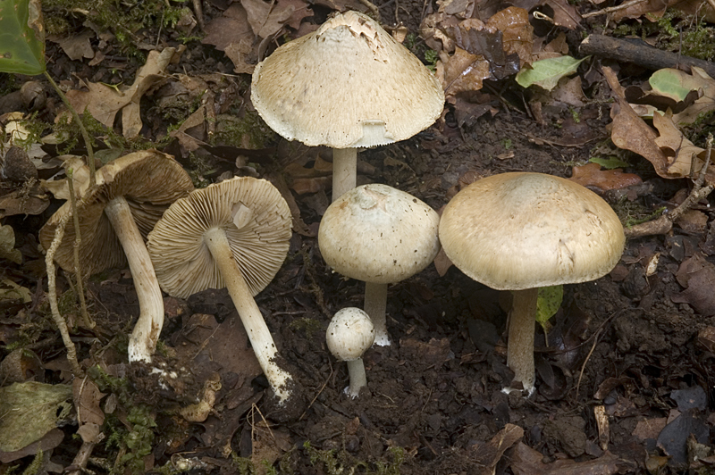 Inocybe corydalina (door Nico Dam)