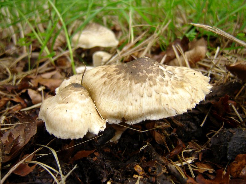 Inocybe corydalina var. erinaceomorpha (door Gert Immerzeel)