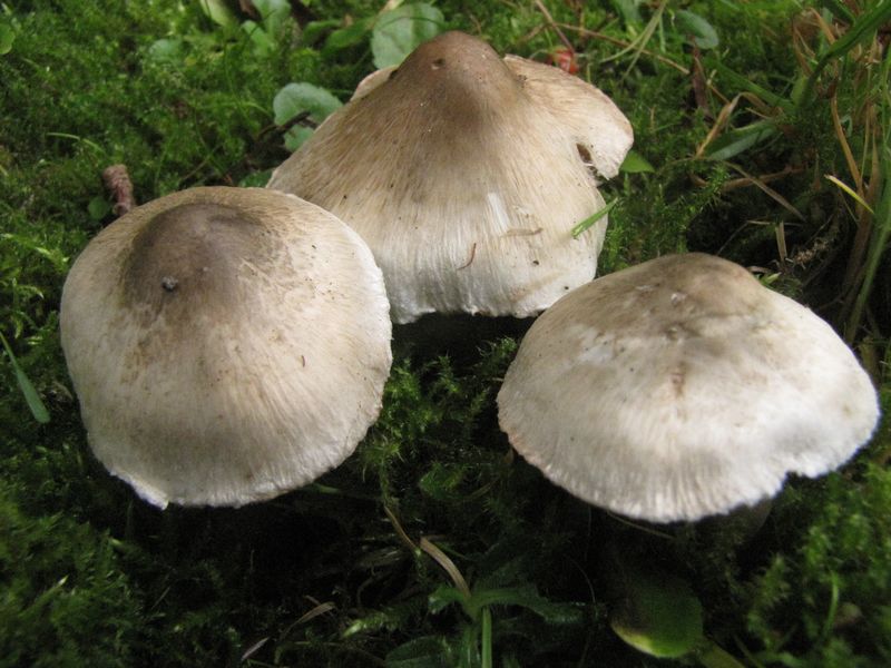 Inocybe corydalina (door Gert Immerzeel)