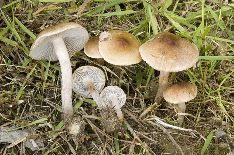 Inocybe curvipes var. curvipes (door Nico Dam)