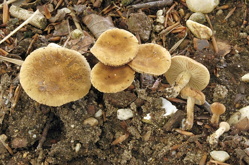 Inocybe dulcamara (door Nico Dam)