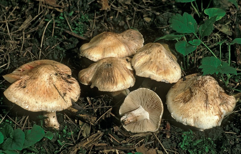 Inocybe erubescens (door Henk Huijser)