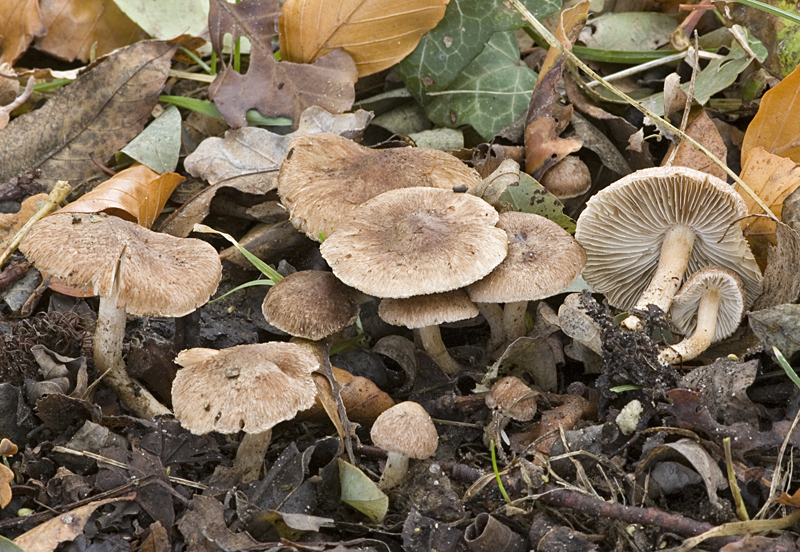 Inocybe flocculosa var. flocculosa (door Nico Dam)