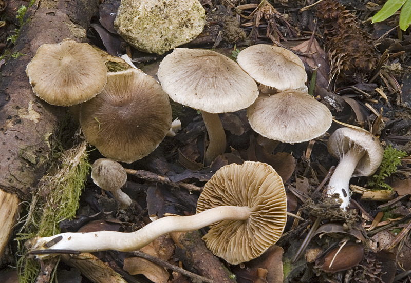 Inocybe fuscidula (door Nico Dam)