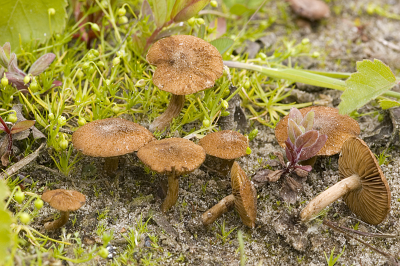 Inocybe fuscomarginata (door Nico Dam)