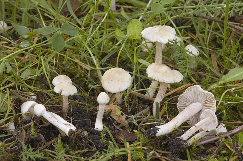 Inocybe geophylla (door Nico Dam)