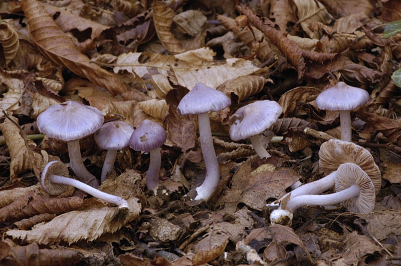 Inocybe lilacina (door Nico Dam)