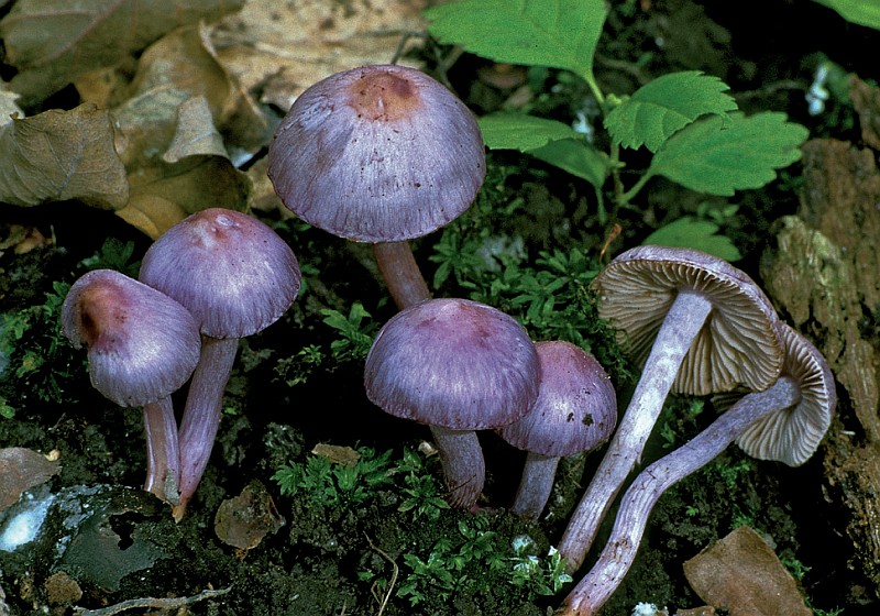 Inocybe lilacina (door Henk Huijser)