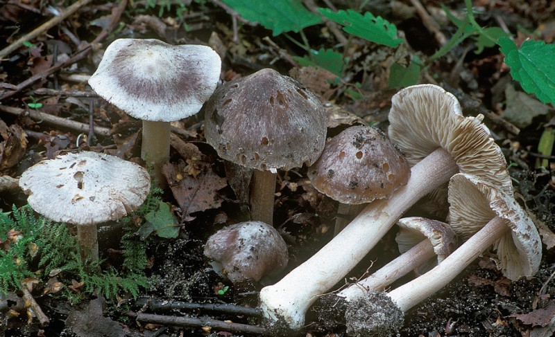 Inocybe grammata (door Henk Huijser)