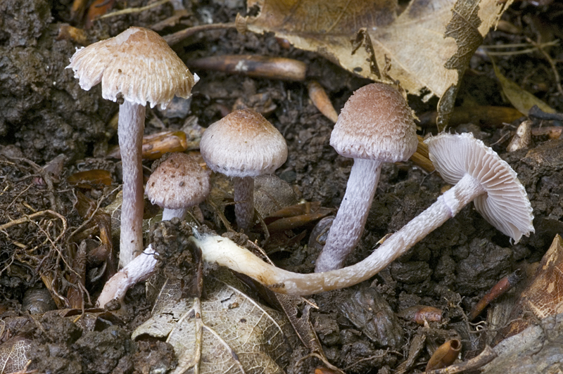 Inocybe griseolilacina (door Nico Dam)