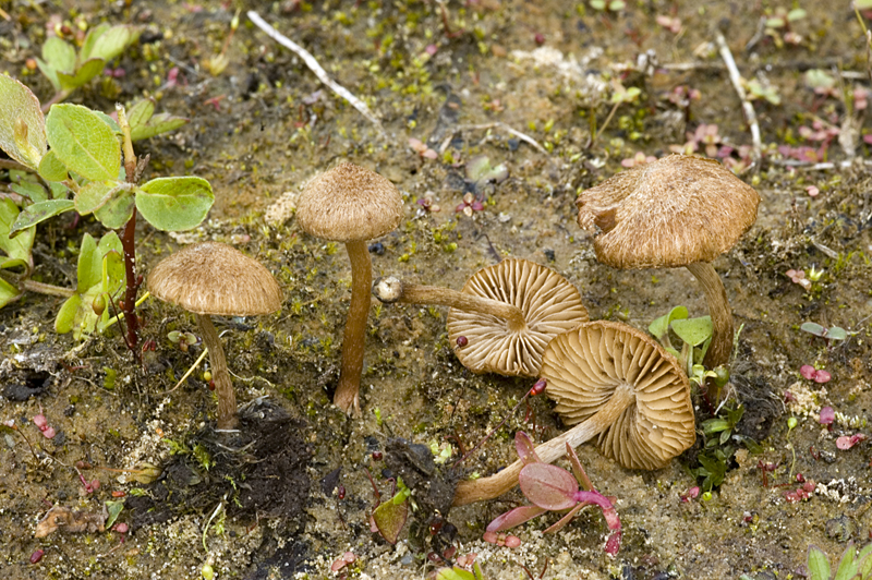 Inocybe lacera var. helobia (door Nico Dam)