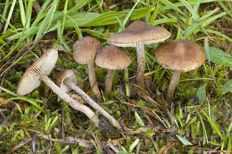 Inocybe lacera var. lacera (door Nico Dam)