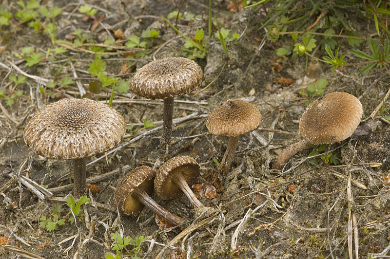 Inocybe lacera var. lacera (door Nico Dam)