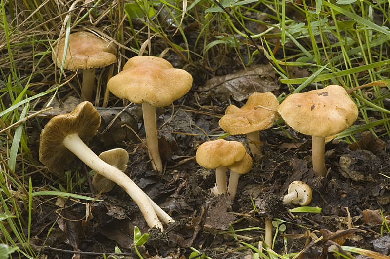 Inocybe langei (door Nico Dam)