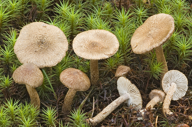 Inocybe stellatospora (door Nico Dam)