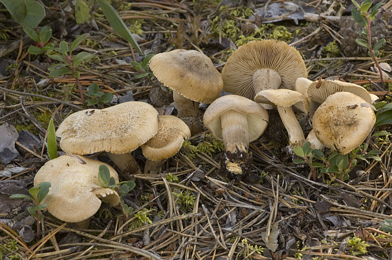 Inocybe melanopus (door Nico Dam)