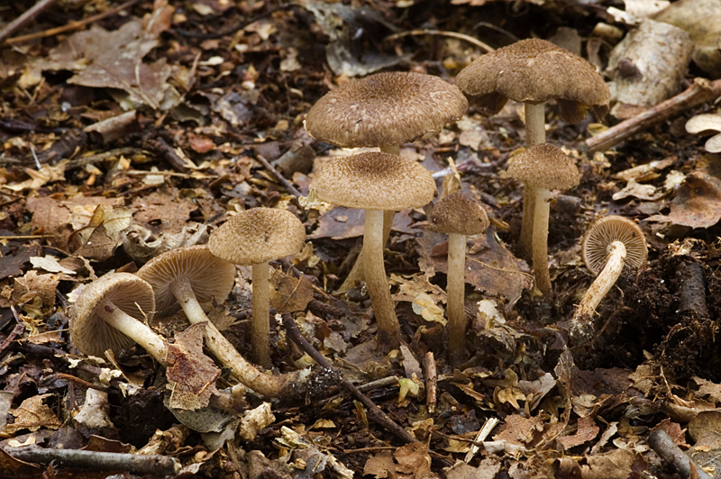 Inocybe lanuginosa (door Nico Dam)