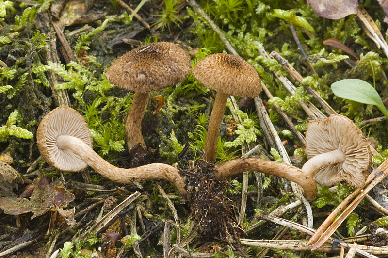 Inocybe lanuginosa (door Nico Dam)