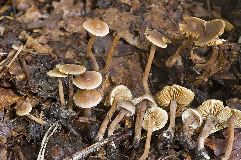 Inocybe petiginosa (door Nico Dam)