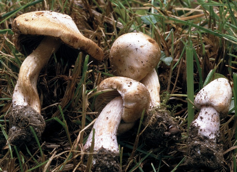 Inocybe reisneri (door Bert Tolsma)