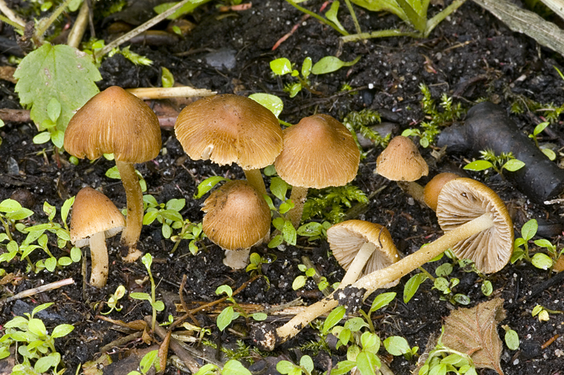 Inocybe salicis (door Nico Dam)