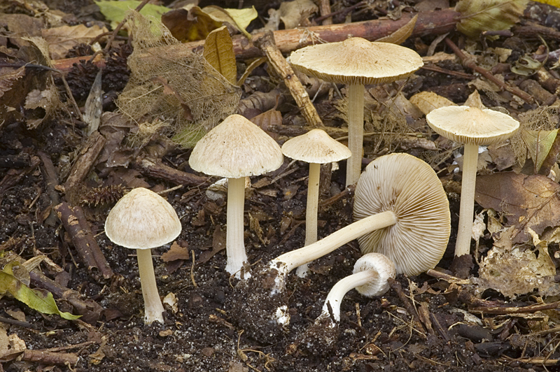 Inocybe sindonia (door Nico Dam)