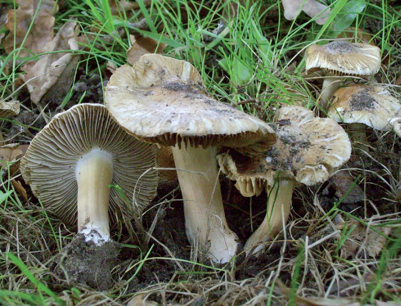 Inocybe splendens (door Bert Tolsma)