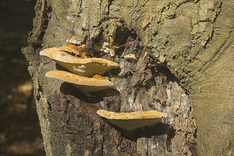 Inonotus cuticularis (door Nico Dam)