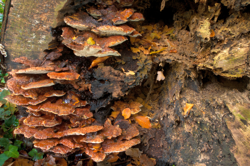 Inonotus cuticularis (door Aldert Gutter)