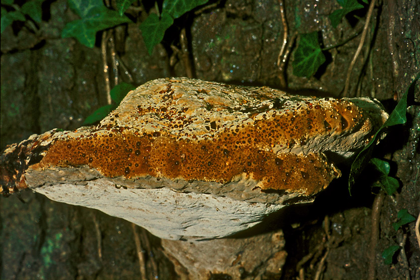 Pseudoinonotus dryadeus (door Henk Huijser)