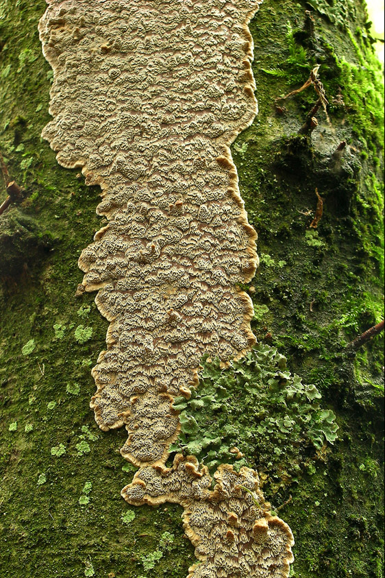 Mensularia hastifera (door Henk Huijser)