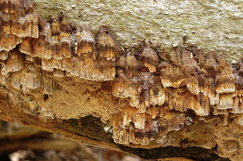 Mensularia nodulosa (door Nico Dam)