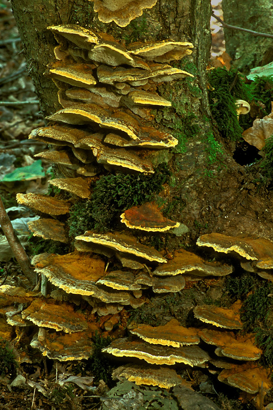 Mensularia radiata (door Henk Huijser)