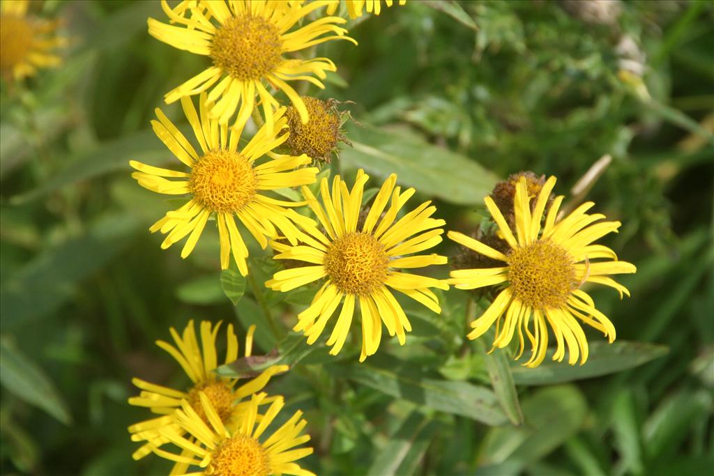 Inula britannica (door Pieter Stolwijk)