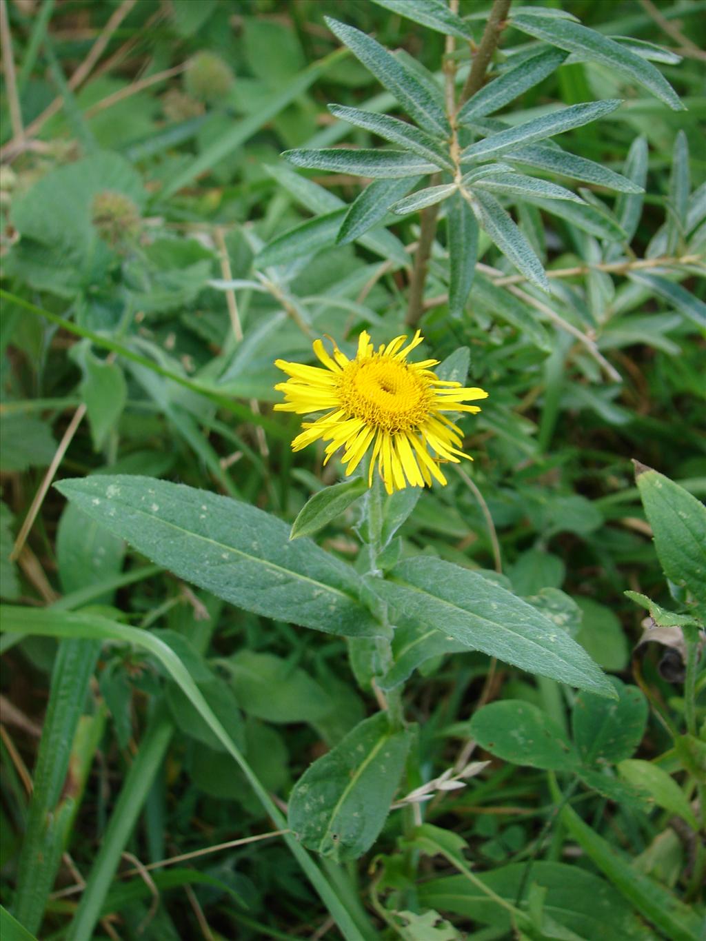 Inula britannica (door Adrie van Heerden)