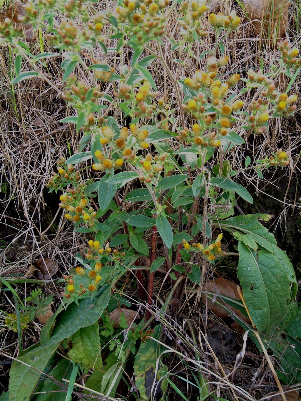 Inula conyzae (door Adrie van Heerden)