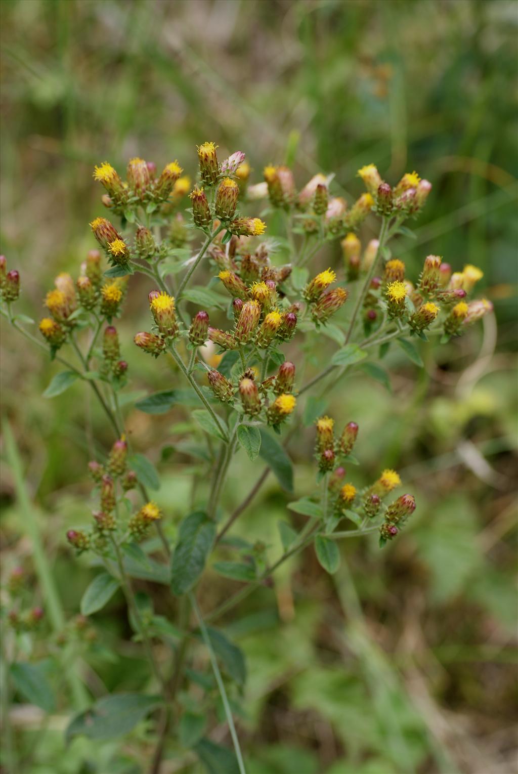 Inula conyzae (door Adrie van Heerden)