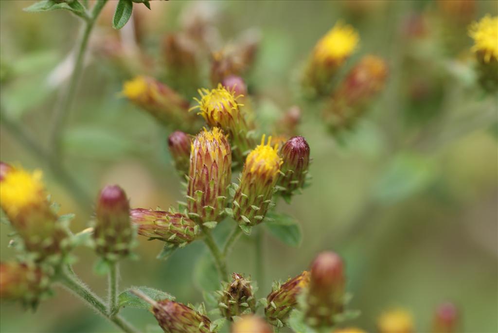 Inula conyzae (door Adrie van Heerden)