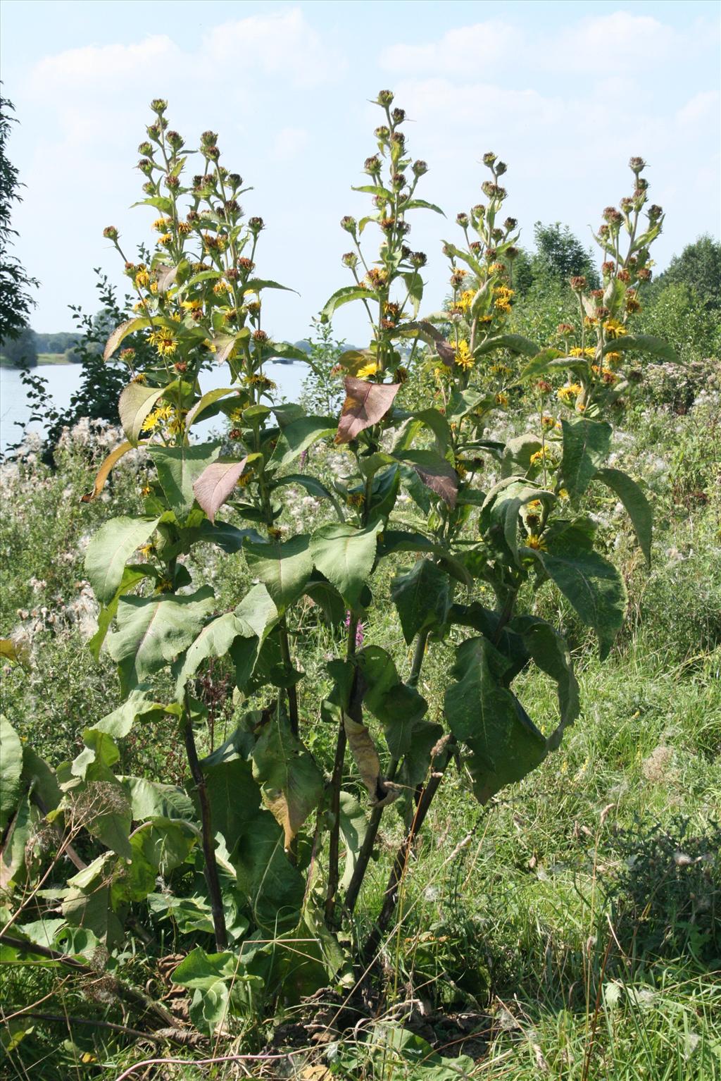 Inula racemosa (door Gertjan van Mill)