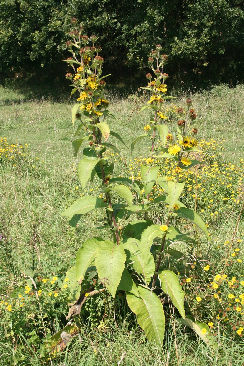 Inula racemosa (door Gertjan van Mill)