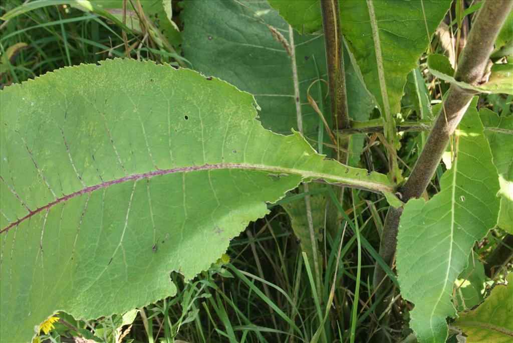 Inula racemosa (door Gertjan van Mill)