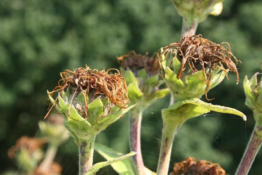 Inula racemosa (door Gertjan van Mill)