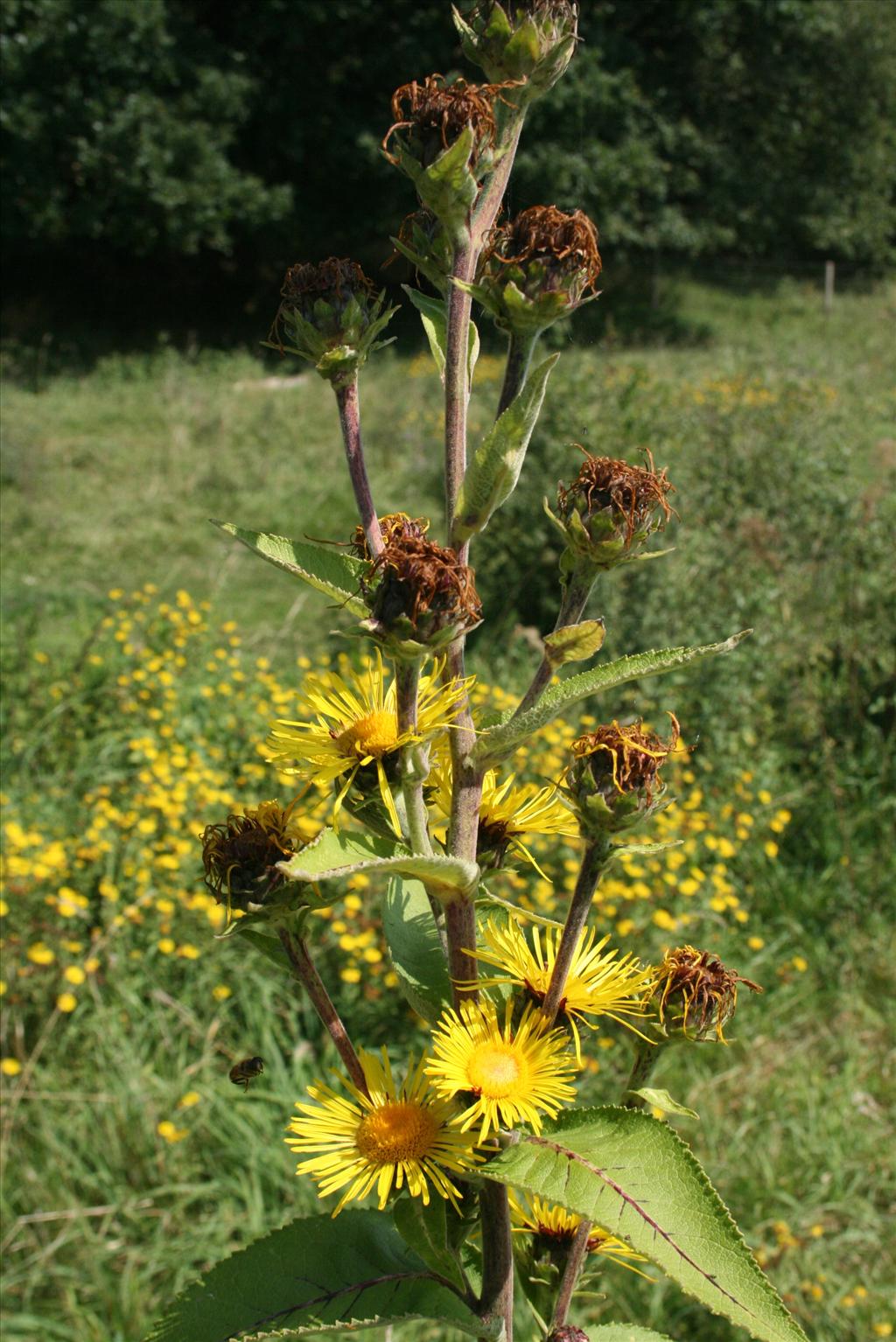 Inula racemosa (door Gertjan van Mill)